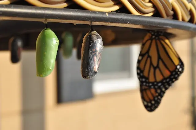 Lifecycle of a butterfly: chrysalis pupas, some ready to emerge from cocoon, and a butterfly